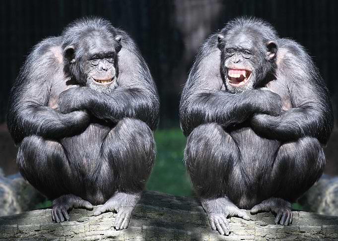 Monkeys