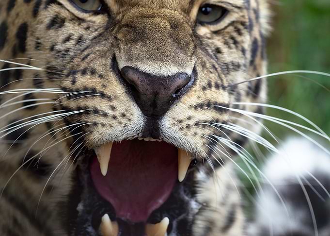 Leopard