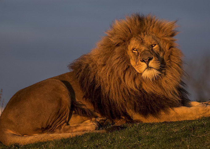Majestic Lion