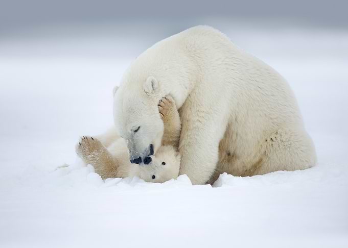 Polar Bears