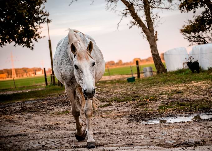White Horse