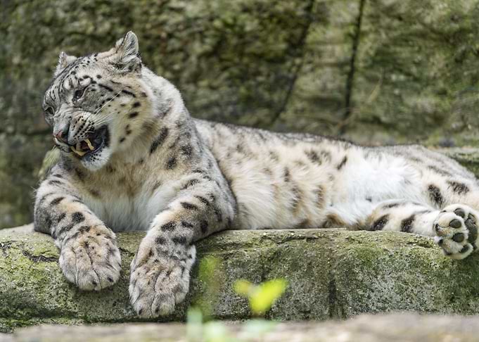Snow leopard