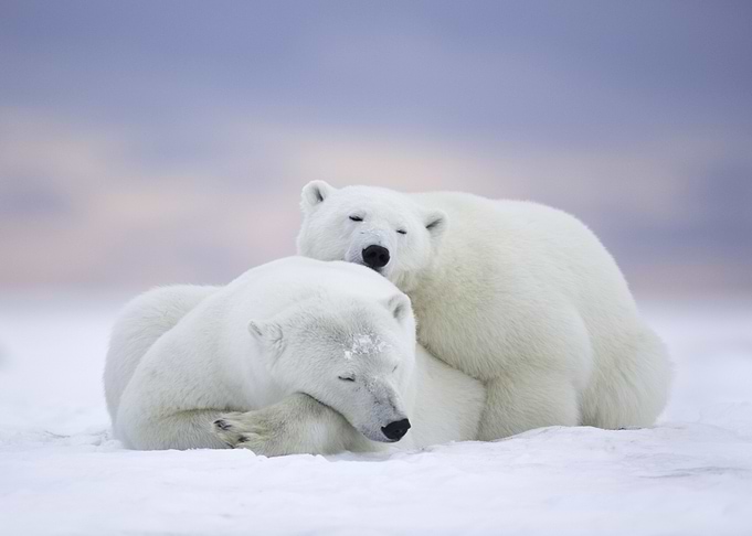 Polar Bears
