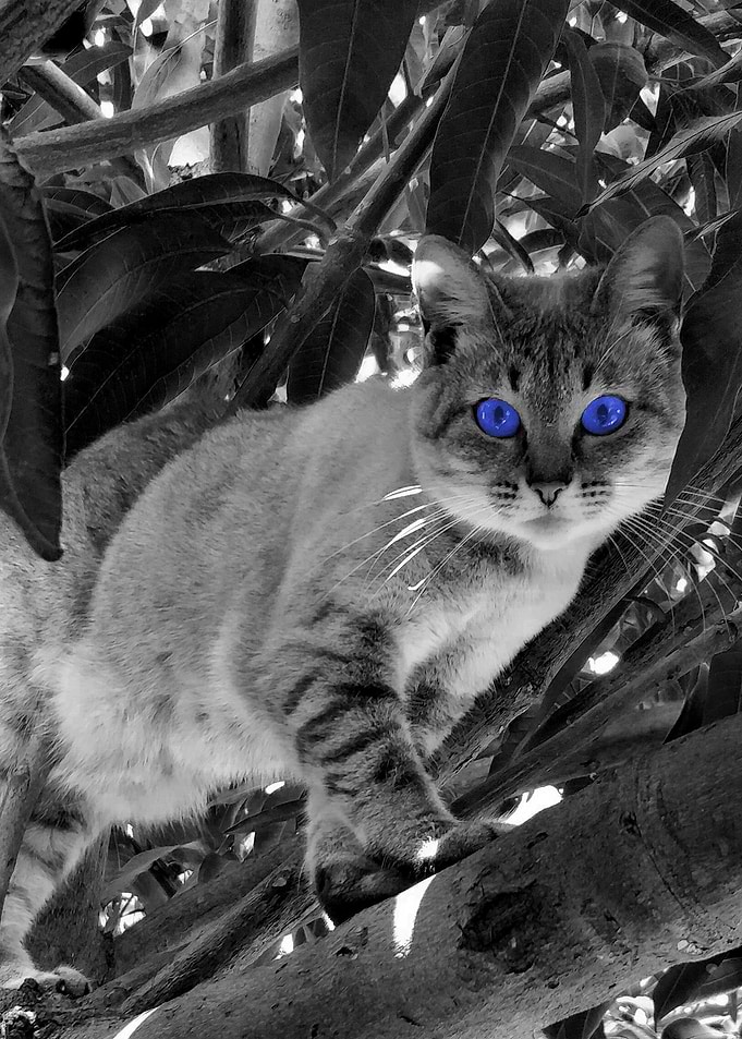 Mystical Cat Hunter