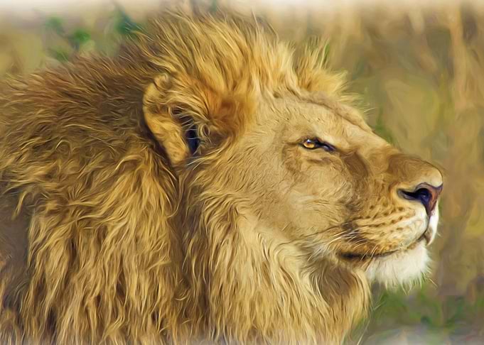 Majestic Lion