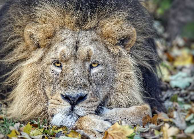 Lion