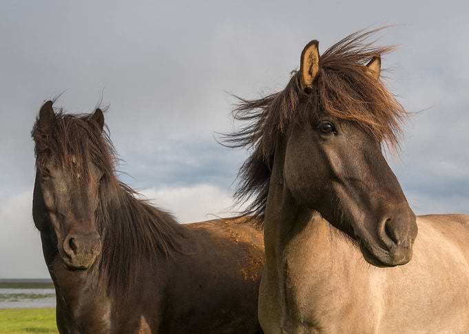 Horses