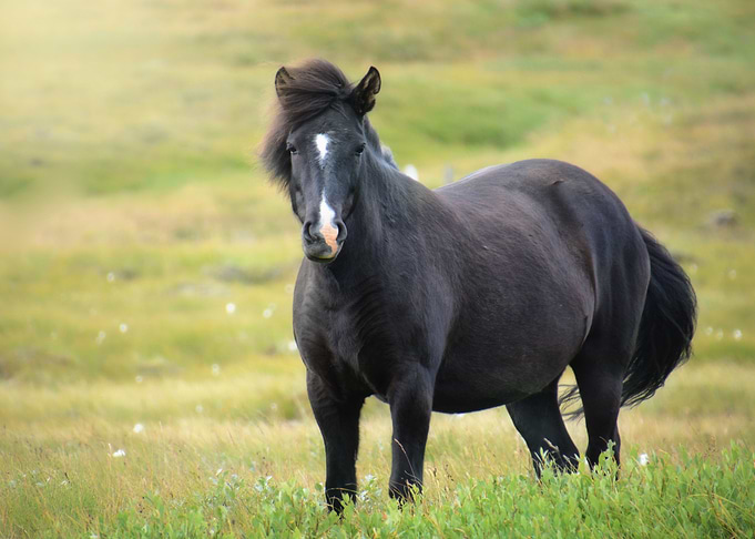 Wild Horse