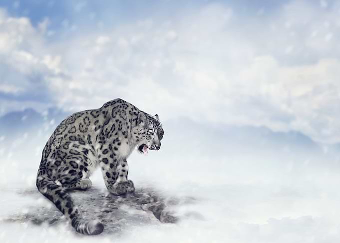 Leopard