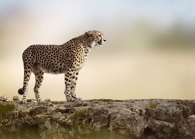 Cheetah
