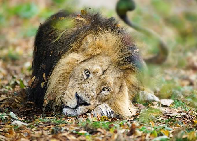 Lion