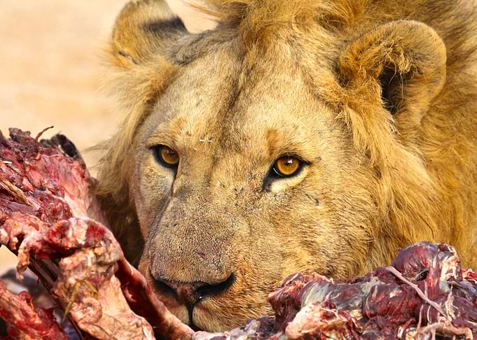 Lion