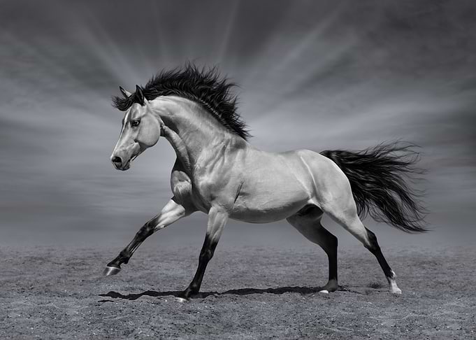Beautiful Horse Artwork