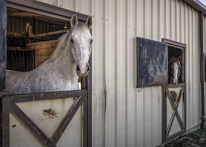 Horses