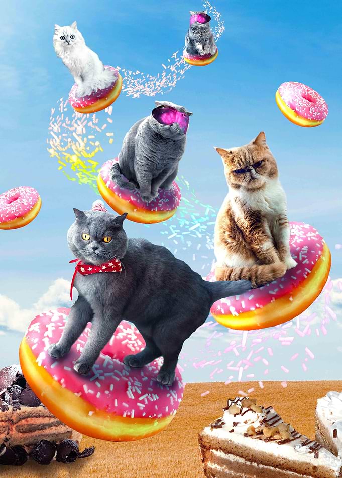 Cat Donut
