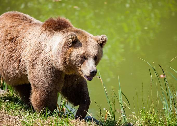 Wild Bear