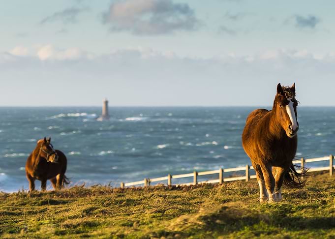 Horses