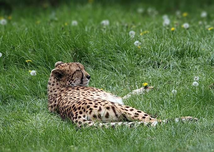 Cheetah