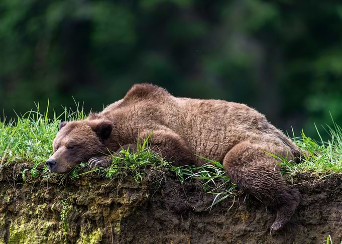 Bear