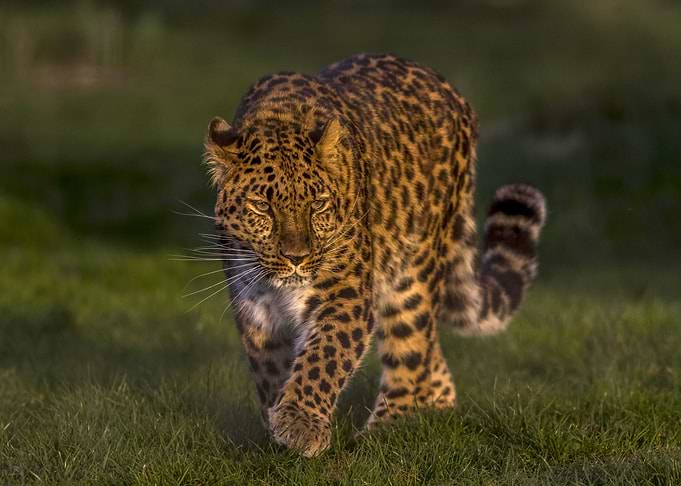 Jaguar
