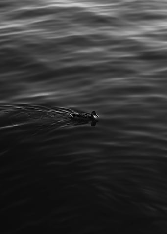 One Alone Duck in Water
