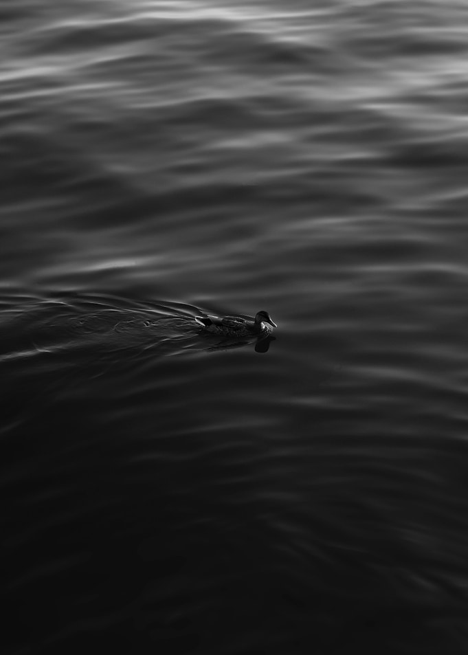 One Alone Duck in Water