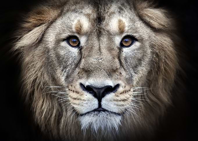 Majestic Lion