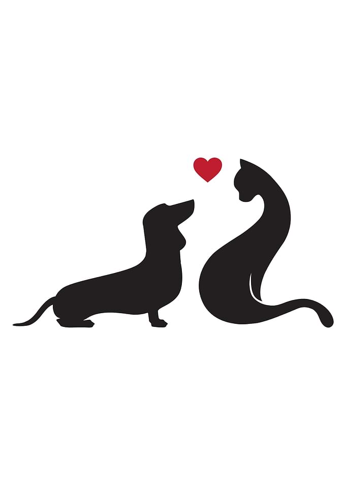 cat and dog