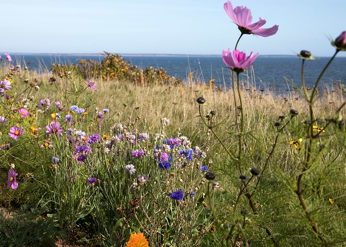 PEI WIldflowers