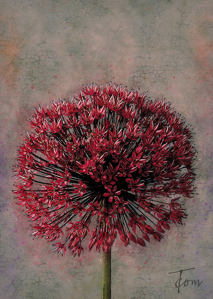 Allium
