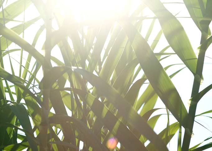 Sunny Canes
