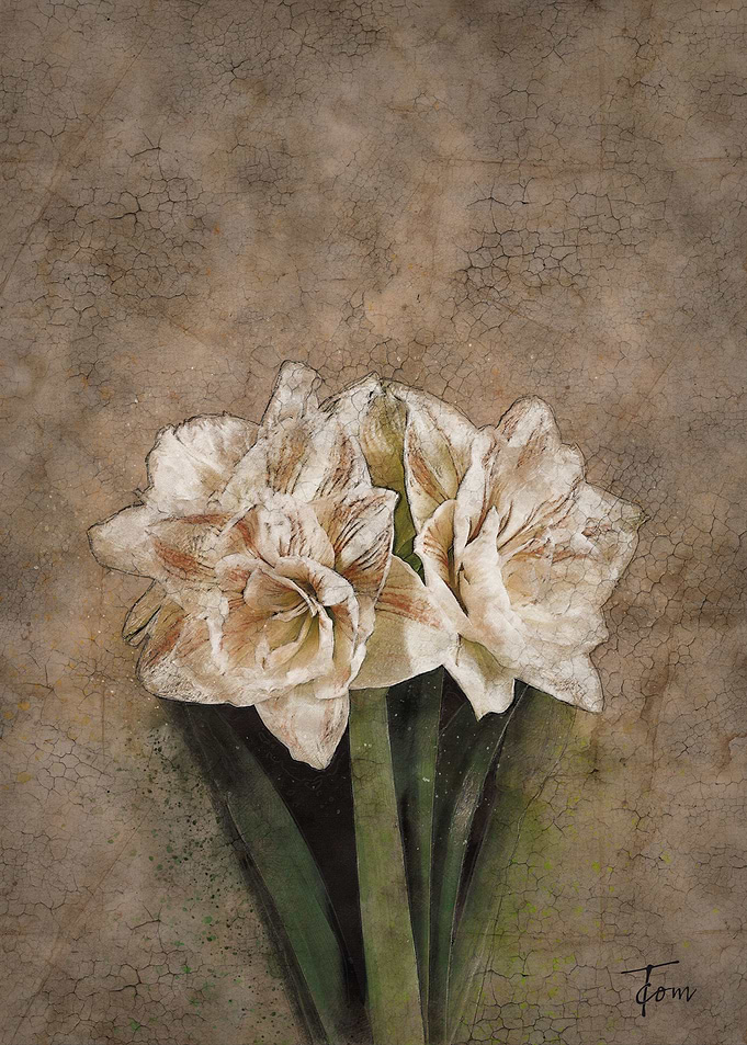 Daffodils