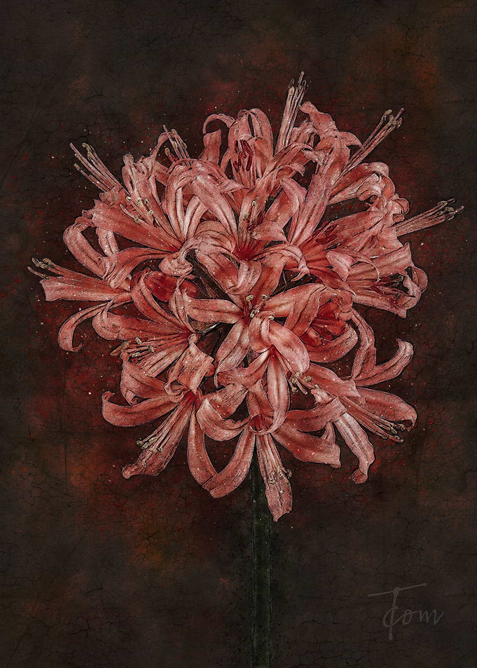 Lily