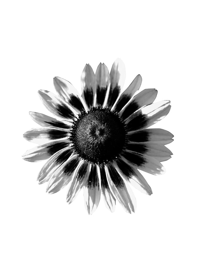 Beautiful flower