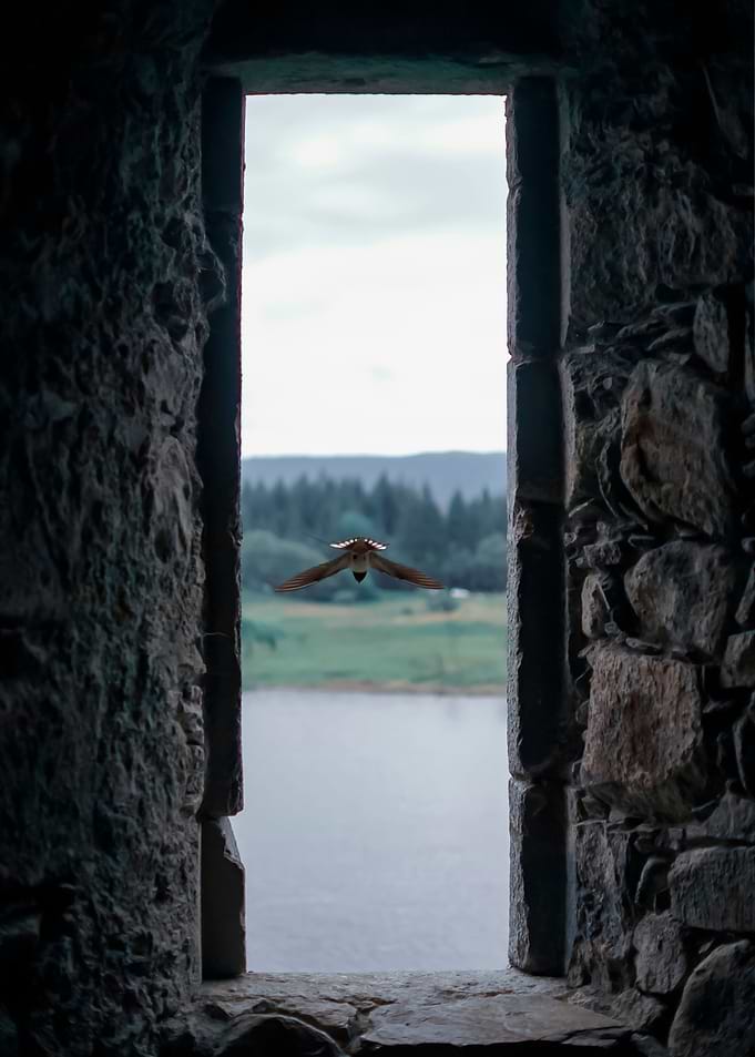 Leaving the nest