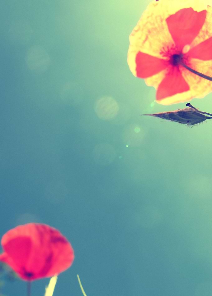 Flower by Dan