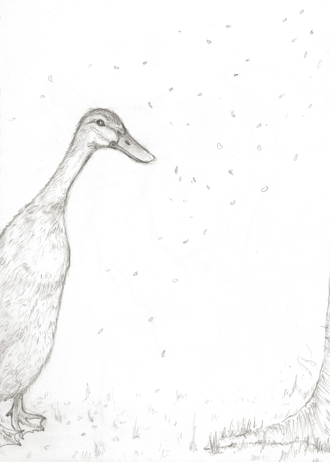 Peaceful Duck