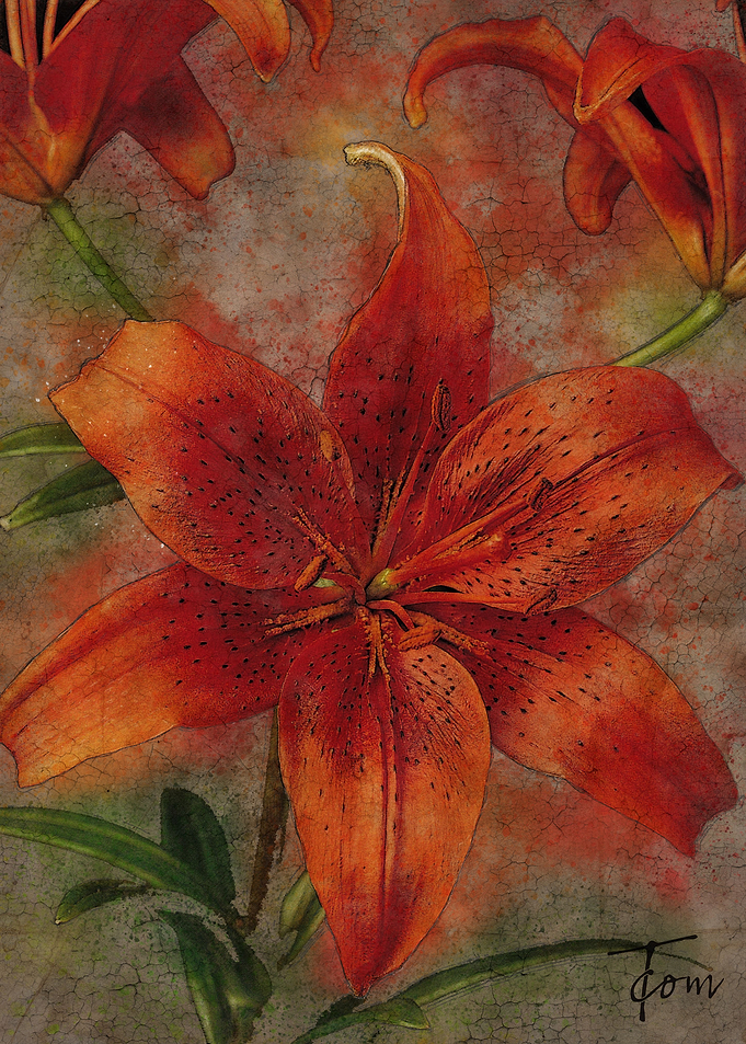 Lily