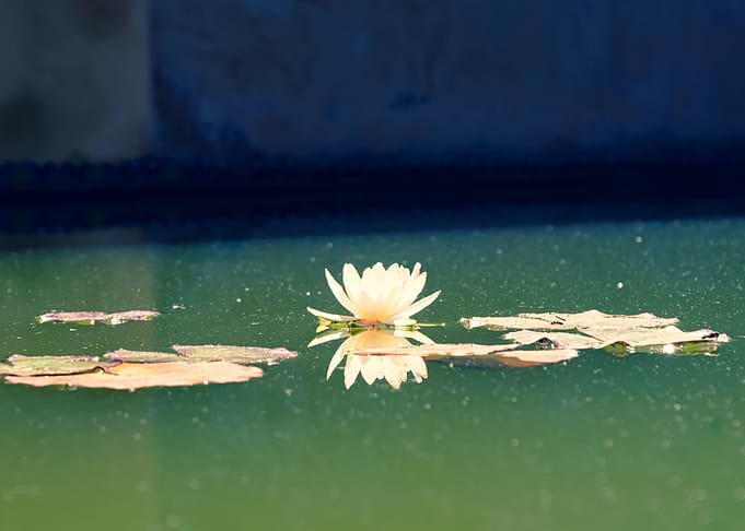 Lily On The Water
