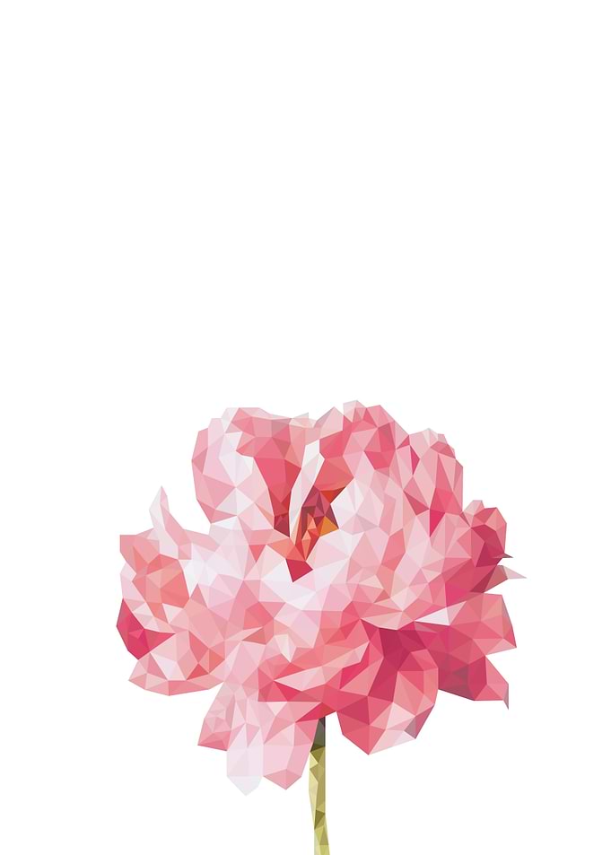 Peony flower