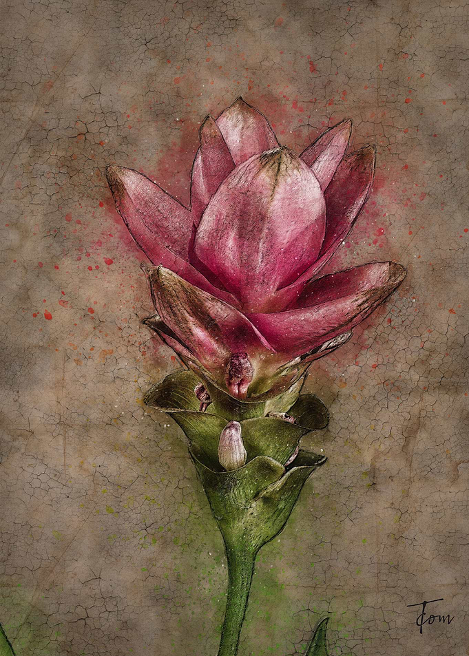 Curcuma