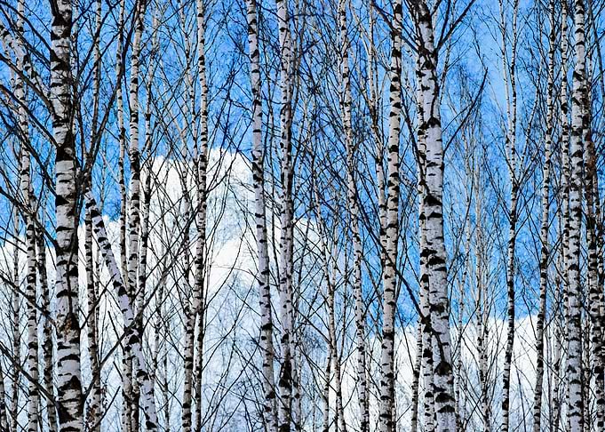 Birch Trees And A Cloud