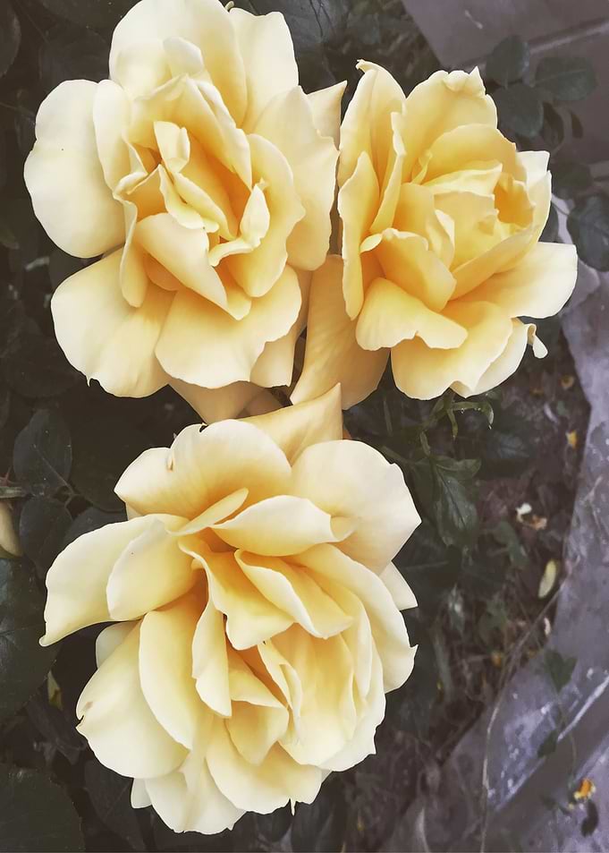 Yellow Flowers