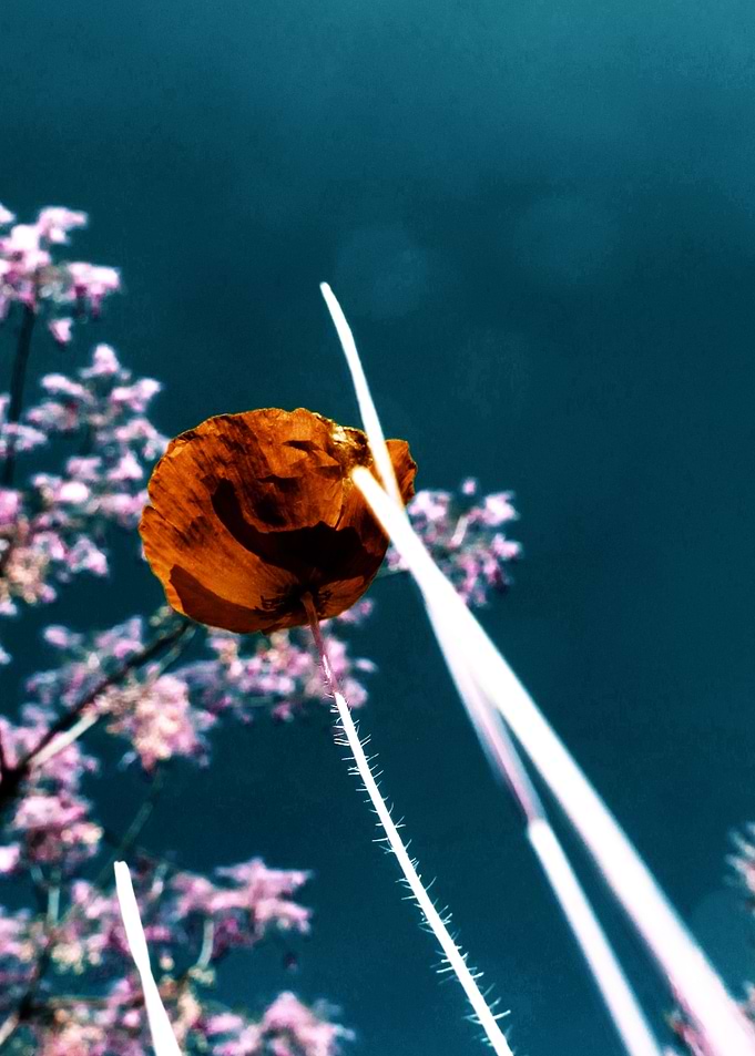 Poppy Up