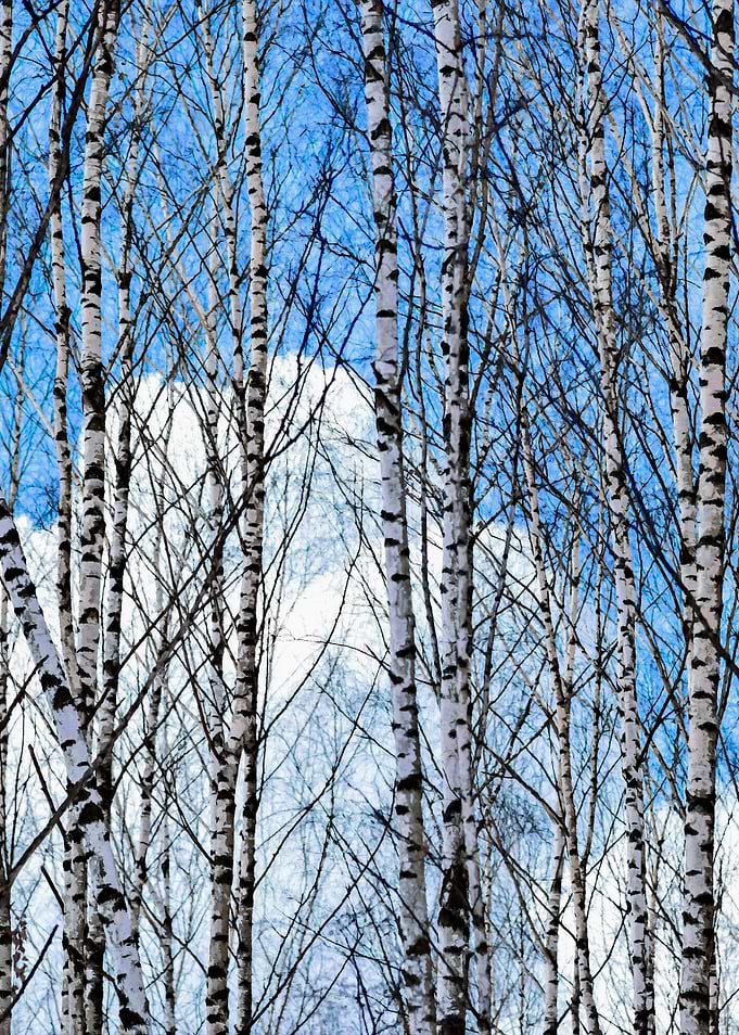 Birch Trees Clouds Spring