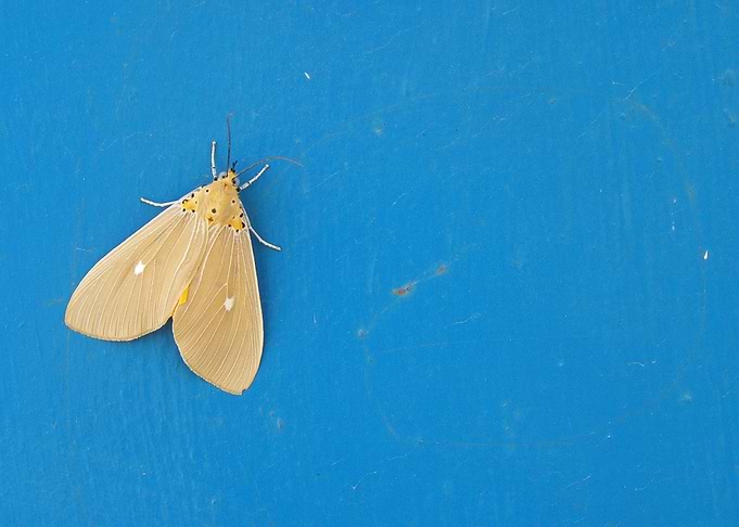 Nepalese Butterfly