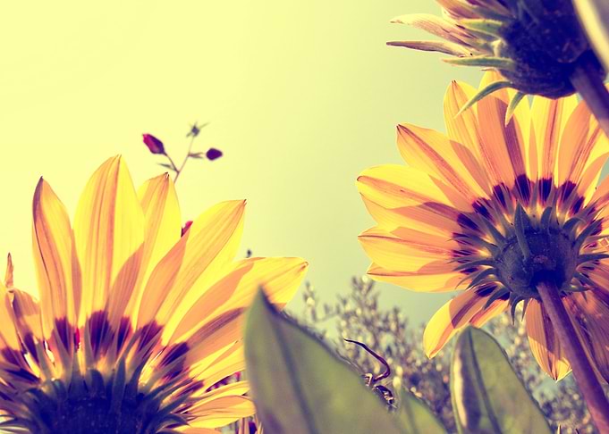 Sunny Daisies