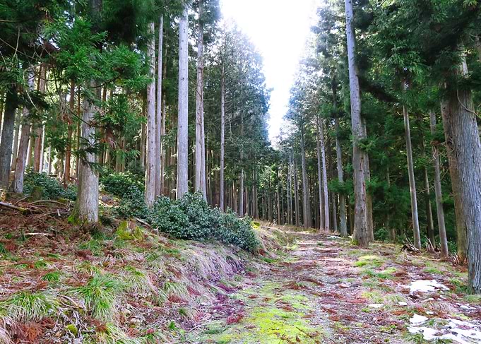Winter forest