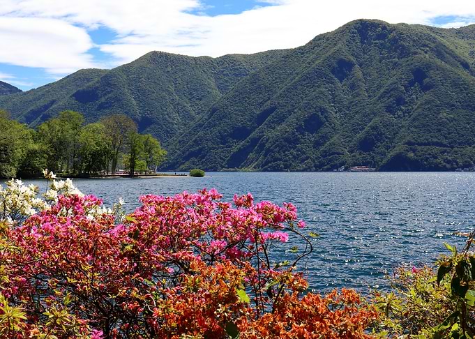 Bay in flowers