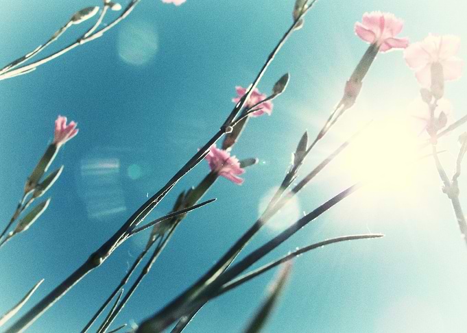 Sun Through